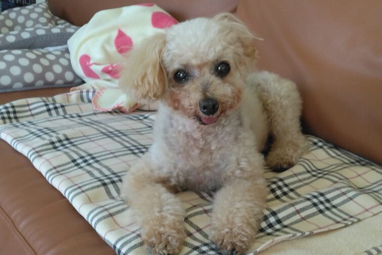 買うではなく飼う、保護犬を迎える選択を持ってほしいです